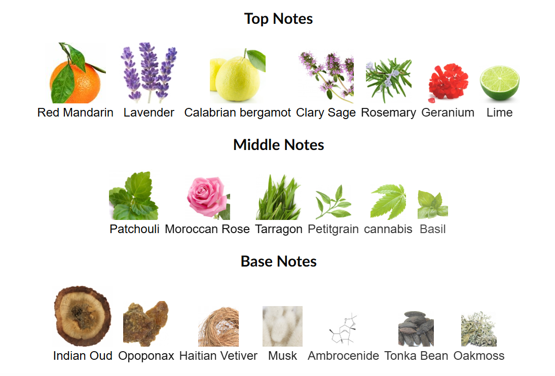 Oud Fougère by Aromas de Salazar